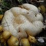 ... a na něm hřib příživný (Pseudoboletus parasiticus)